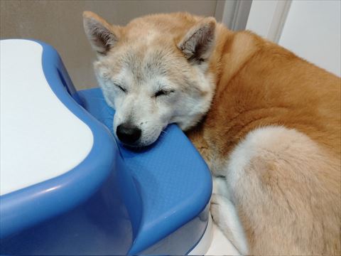 台の上にあごのせるワンコ