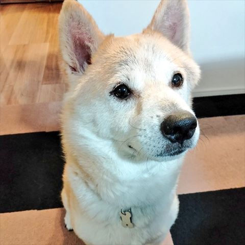 お座りしてるワンコ