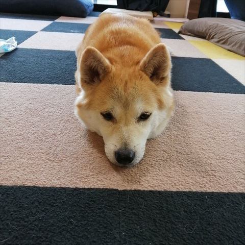 ツチノコ感あるワンコ