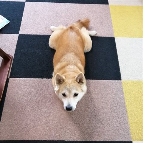 カエルのような足の開きのワンコ