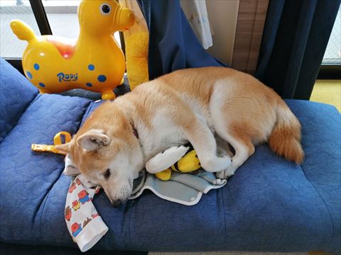 洋服の上で寝転がるワンコ