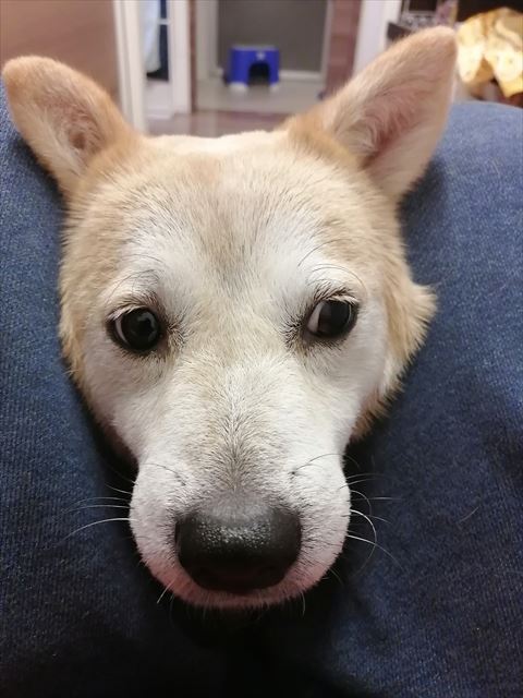 飼い主の足に挟まれるワンコアップ