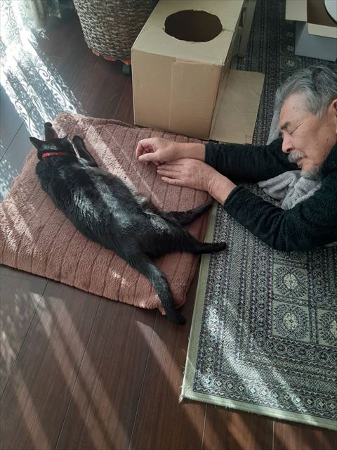 猫ちゃんとお父さんが寝てる姿