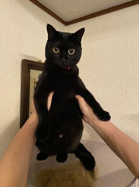 持ち上げられてる猫ちゃん