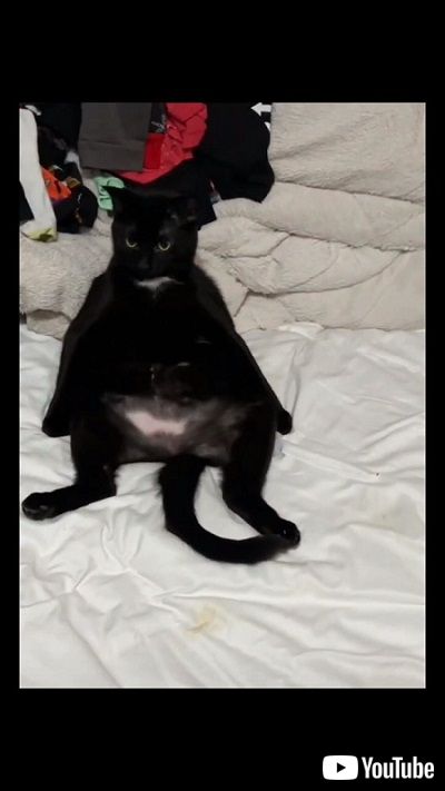 態度がデカい猫