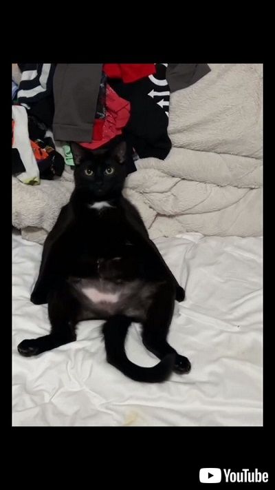 人間みたいな猫