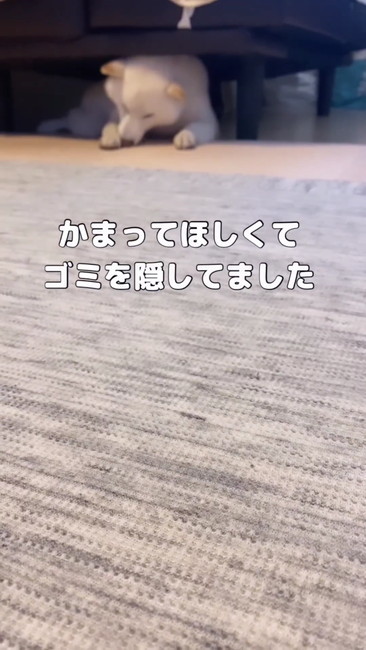 ゴミを隠していた