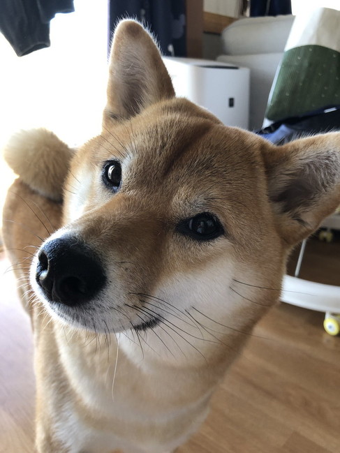 首かしげる柴犬