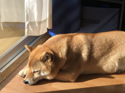 窓際でねる柴犬