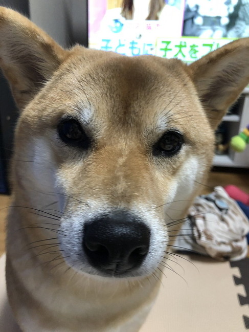 アピール柴犬