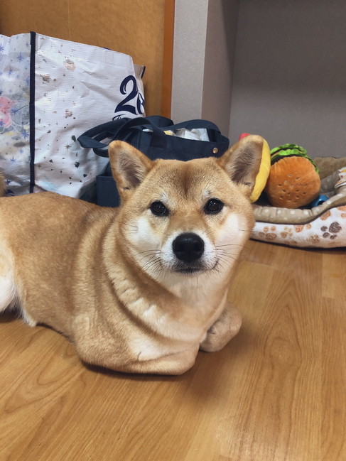 おててないない柴犬