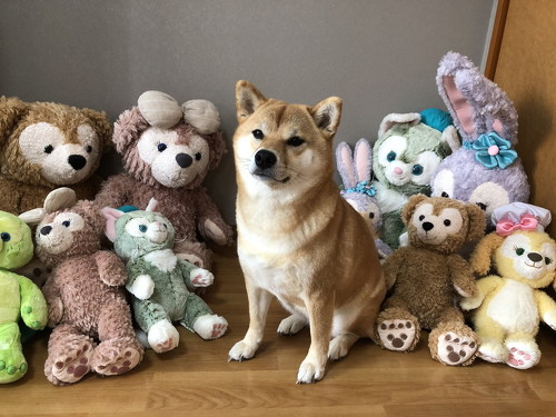 ぬいぐるみと柴犬
