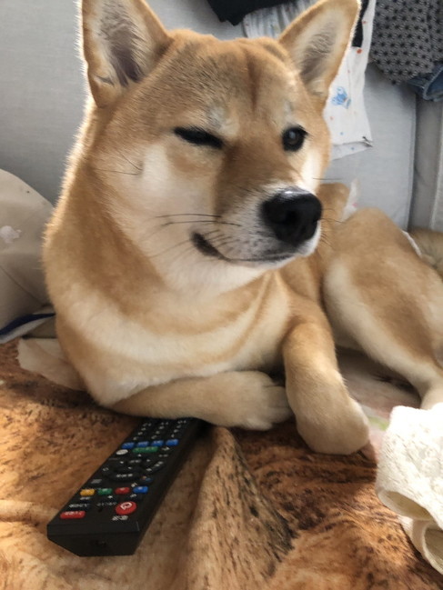 チャンネルと柴犬