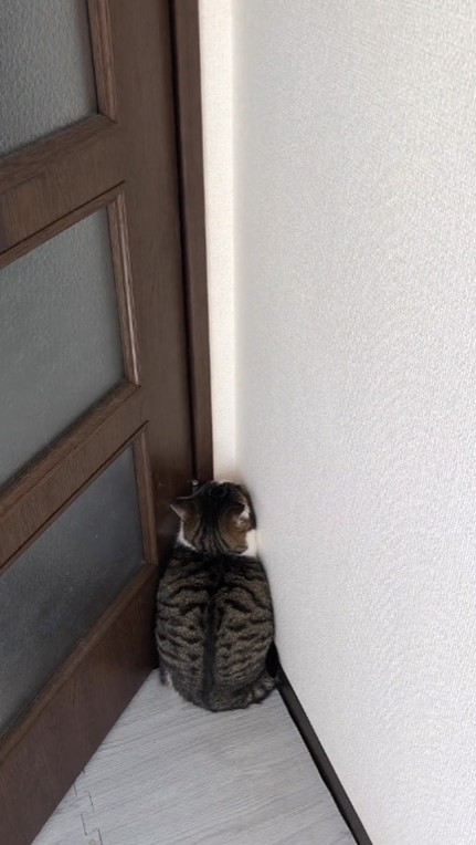 引っ越しの猫