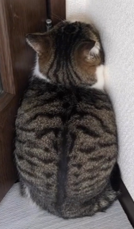 動画最後のメルシーちゃん背中トリミング