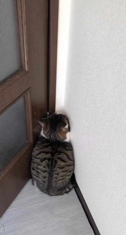 ちょっとアップのメルシーちゃん背中