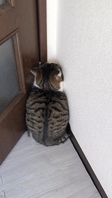 動画最後のメルシーちゃん背中