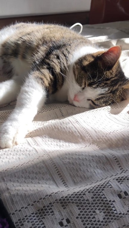 眠るメルシーちゃん冒頭