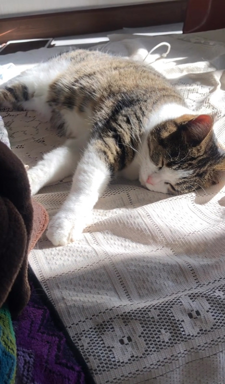 眠るメルシーちゃん引き