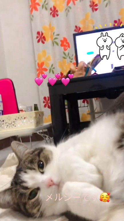 目を開けたメルシーちゃん