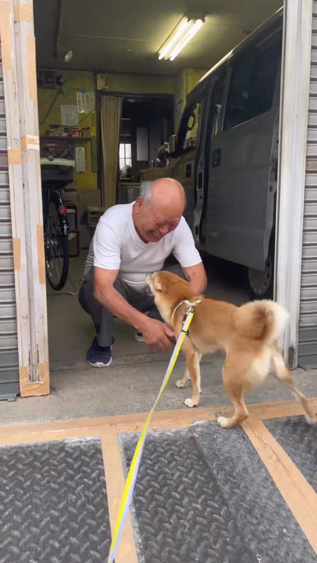 八百屋 おじさんが好き 柴犬 ワンコ 人懐っこい お店 休み おいちゃん