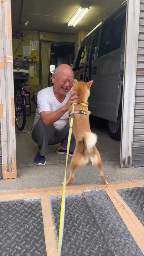 八百屋 おじさんが好き 柴犬 ワンコ 人懐っこい お店 休み おいちゃん