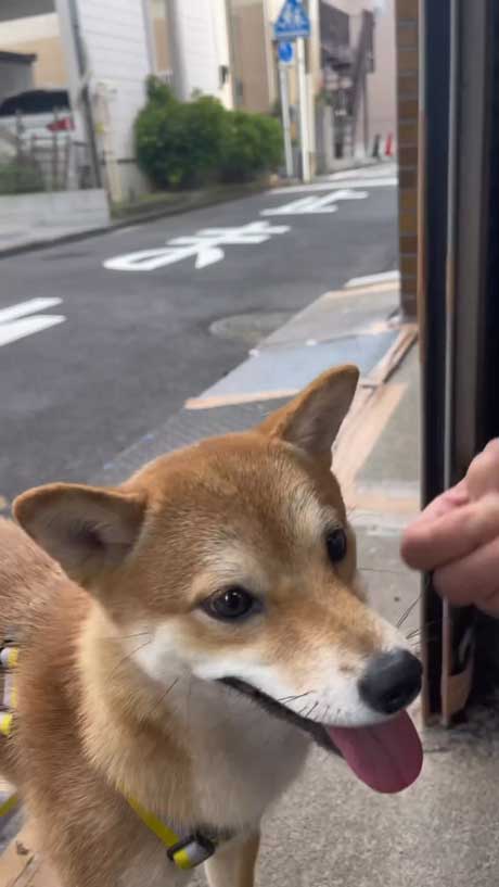 おじさんを見つめる柴犬