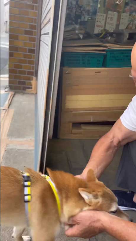 八百屋 おじさんが好き 柴犬 ワンコ 人懐っこい お店 休み おいちゃん
