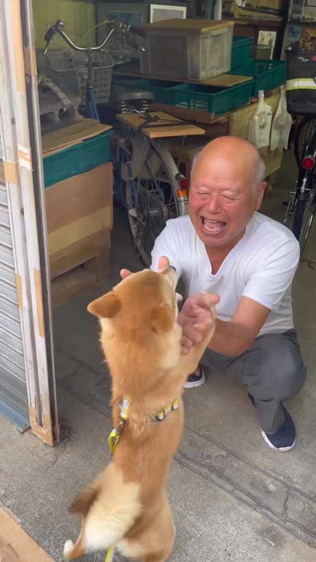 甘える柴犬
