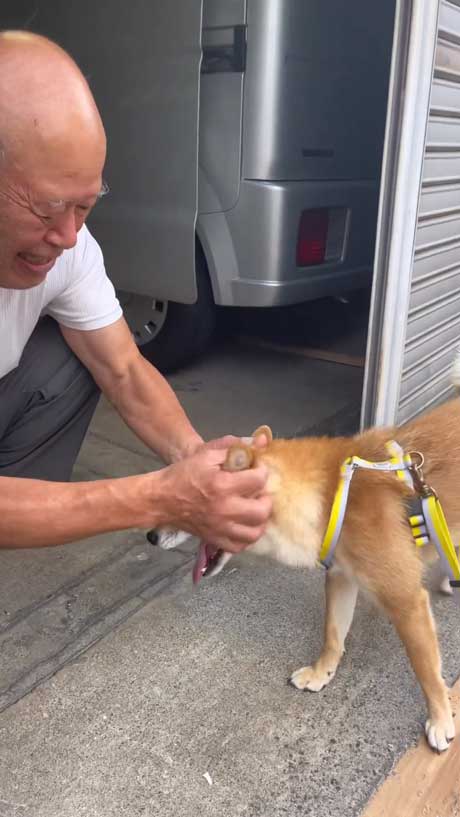 なでられる柴犬
