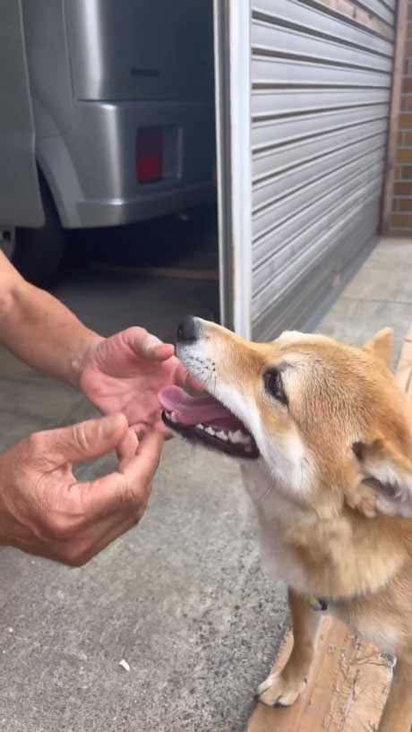 人が好きな柴犬