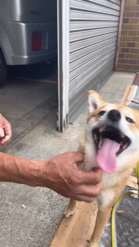 笑顔の柴犬