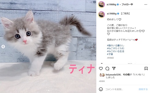 加護亜依の愛猫・ティナ