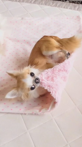 足を使うワンコ