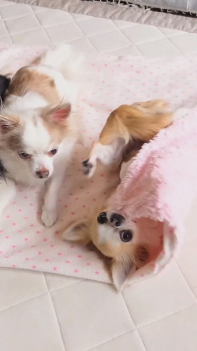 ころりんしたワンコ