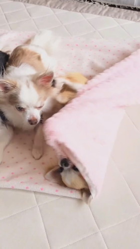 毛布にくるまる犬