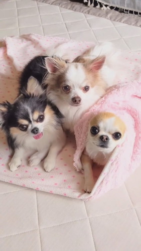 うれしそうな犬