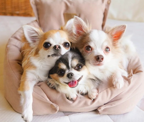 ワンコたち一緒に