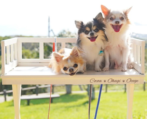 ワンコたちお立ち台