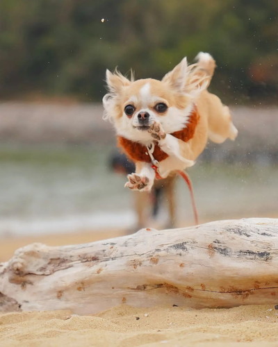 ワンコのジャンプ