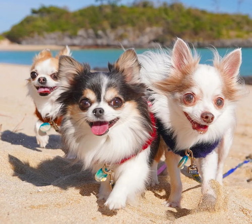 散歩するワンコ