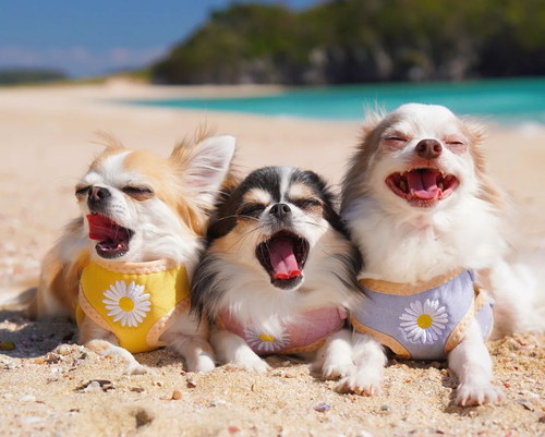 のんびりワンコ