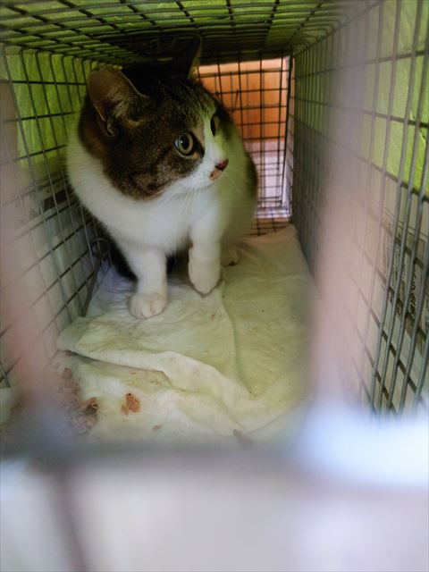 捕獲機猫ちゃん