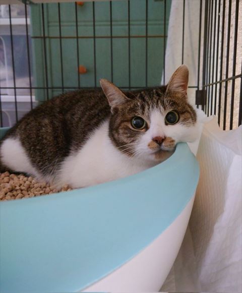 トイレにいる猫