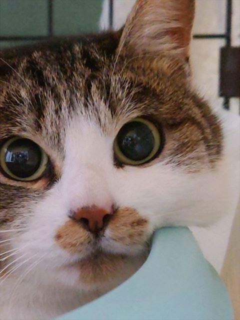 トイレ猫トリミング