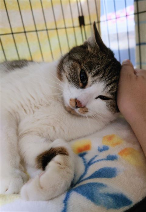 なでられてる猫