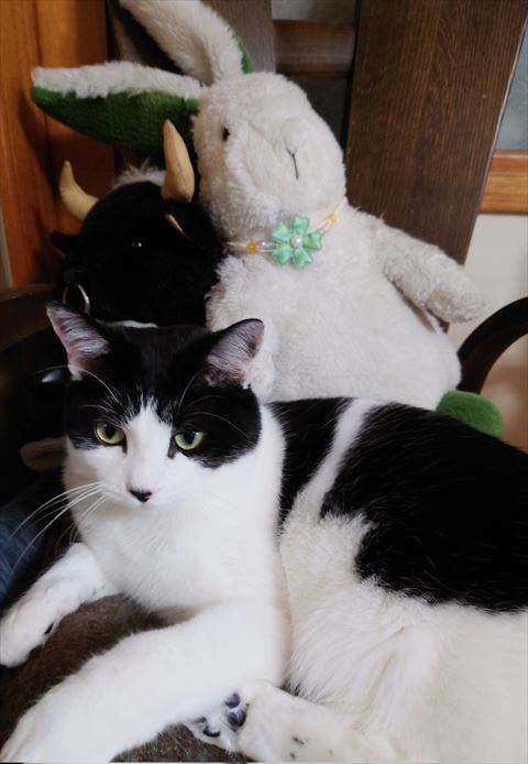 ぬいぐるみと猫