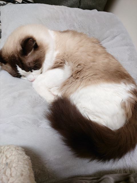 寝てるラグドール