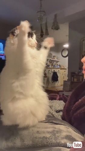 「Cat Has Big Thoughts on New Year's Eve || ViralHog」