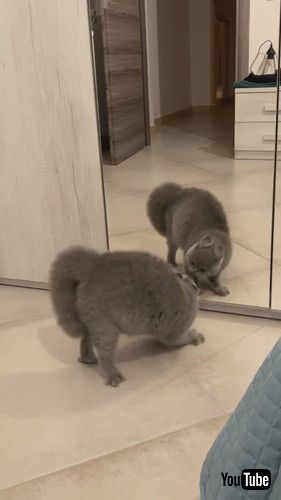 どちらも引かない猫